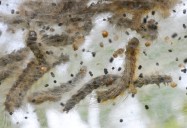 SEE IT: Infestation! Ohio woodland overrun by tiny webworms