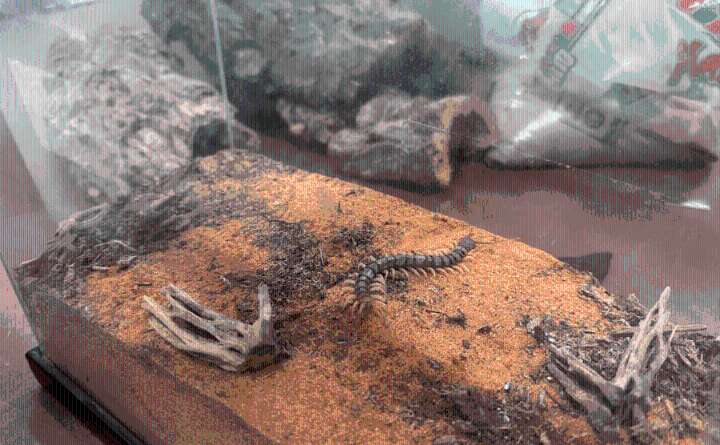 Centipedes in New Mexico: What attracts them to one's home?