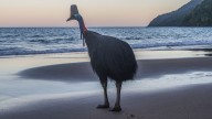 What Is the Biggest Bird in the World?