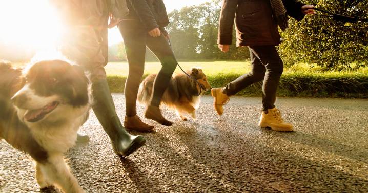 Brits warned over hidden autumn dog dangers that could cost owners thousands