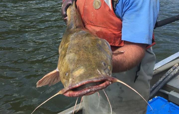 Este pez gigante invade ríos de Estados Unidos y devora a especies locales a toda prisa