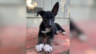 California Woman’s Secret Wish Comes True When She Sees Who Adopted Her Foster Pup