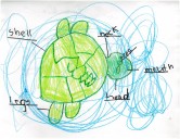 Weather Drawing: Turtle in water