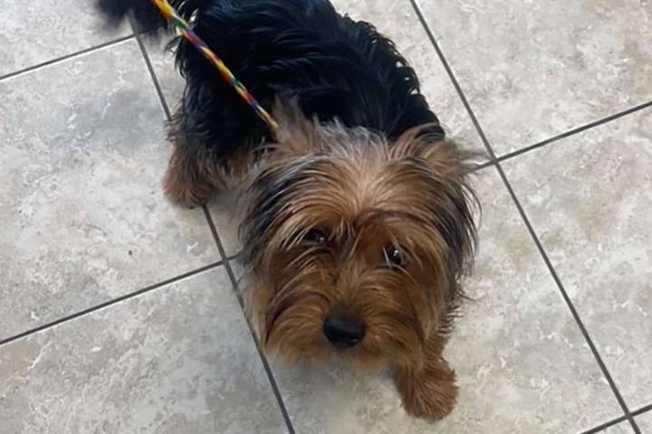 Mass. Couple Claimed They Found Abandoned Dog on Side of the Road. Why Police Are Now Saying It Was a Hoax
