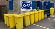 Cat found dead with bag 'tied around head' sparking RSPCA appeal