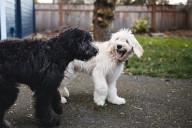 7 Best Oatmeal Shampoos for Dogs