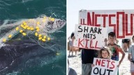 Second whale pair trapped in Qld shark nets sparks rescue mission