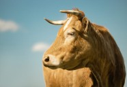 Duchesne County offering reward for information on livestock killings