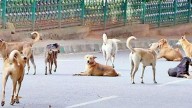 BMC pledges to make city rabies-free by 2030; over 1 lakh dogs vaccinated