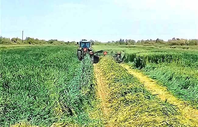 Ofertarán a productores semilla de avena forrajera