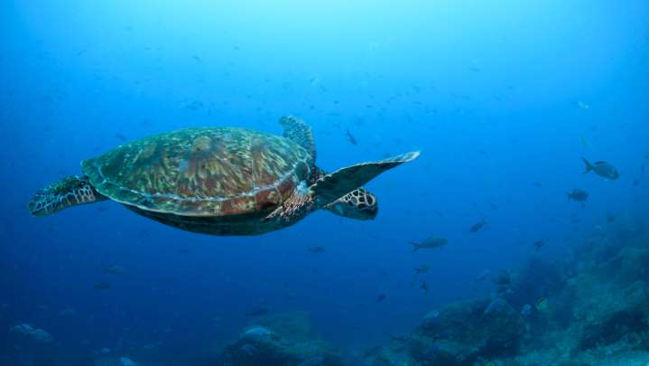 Nations ratify the world's first treaty to protect international waters