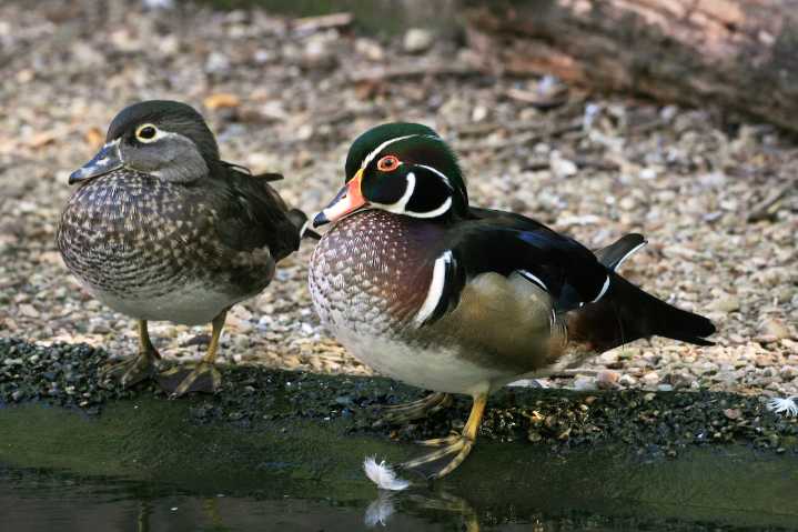 Fall migration majesty -- one of nature’s greatest journeys: Travis Gates