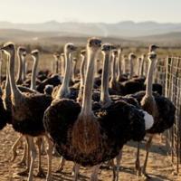 Ostrich and emu ancestor could fly, scientists discover