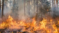 Muere un hombre en un incendio forestal en Villarejo de Órbigo, León