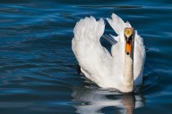 Shock and outrage as Farage reveals secret swan meat addiction shame