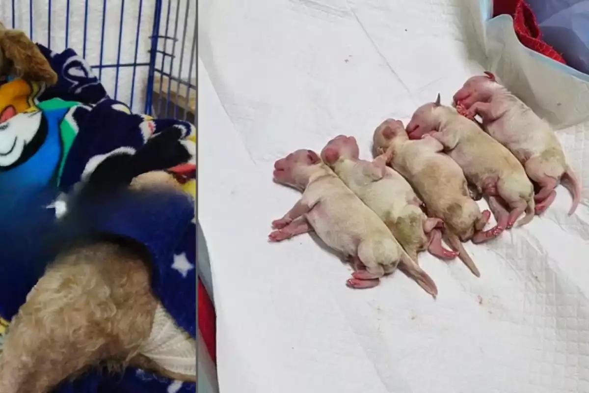Cereza, la perrita que dio a luz tras sobrevivir a la explosión de la pipa en Iztapalapa