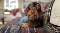 The pet wellness boom is real. Are we doing too much?