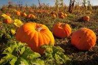 These are the best pumpkin patches to visit in the Edmonton area