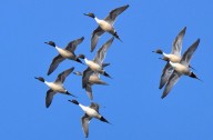 WASHBURN: U.S. Fish & Wildlife Service predicts good duck numbers for 2025