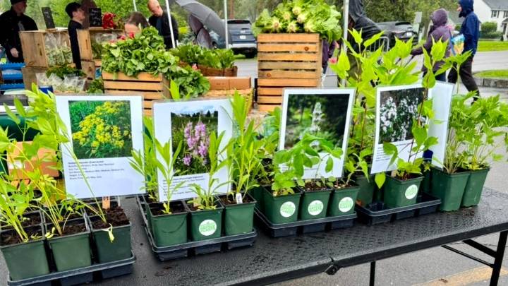 Why fall is the best time to plant native perennials