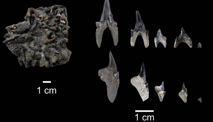 En Villa de Leyva identifican fósil de tiburón gigante de hace 114 millones de años
