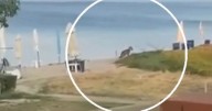 Young girl mauled by wolf at popular holiday resort as tourists urged not to walk at night