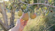 The Easy Way To Test If The Pears On Your Tree Are Ripe & Ready To Pick
