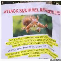 'Very mean squirrel' on loose in Calif. city