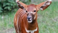 Se habla de "pequeño milagro" en este zoológico tras el nacimiento de un animal raro y clave para el futuro de la especie