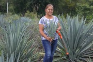 Puebla alcanza segundo lugar nacional en producción de mezcal
