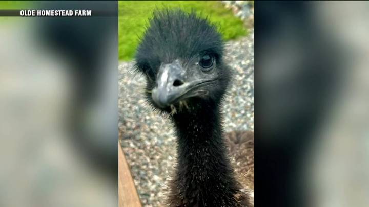 Couple recounts effort to track down Emu who made a break for it in Marston Mills