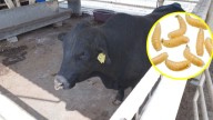 Gusano barrenador detectado en NL proviene de Veracruz: Unión Ganadera