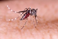 Guía básica para prevenir la entrada de moscos en tu vivienda en Yucatán