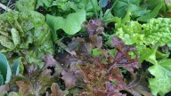 For one final crop sow leaf lettuce seeds into your garden now