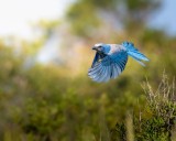 Punta Gorda man's lawsuit over scrub jay fee gets boost