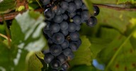 Summer heat brings mixed expectations for area grape growers