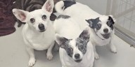 Leigh’s Lost and Found Digital Extra: Branson Humane Society hosts fun fundraiser