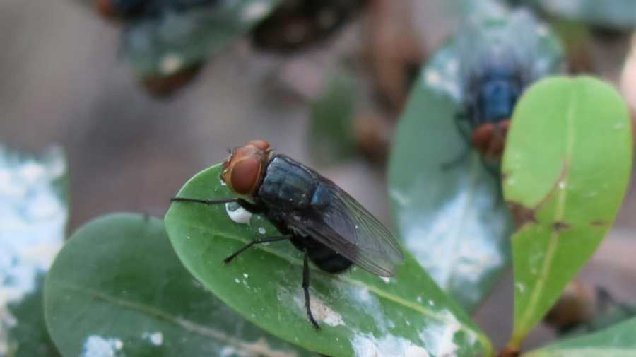 New Mexico officials prepare for possible New World Screwworm outbreak