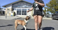 Atienden a personal de refugio de animales en Montana por humo de metanfetamina incinerada por FBI