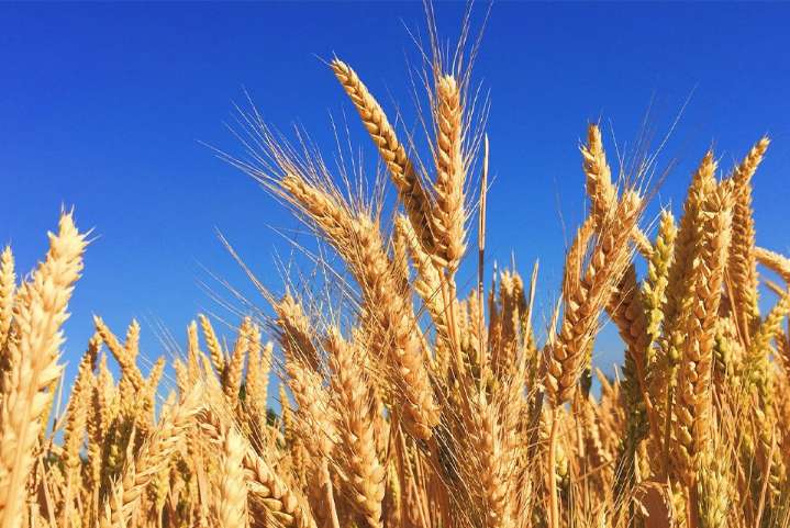 Canada plans to export more ag products to Indonesia