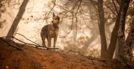 Reasons Why Georgia's Stray Dog Problem Grows Each Fall