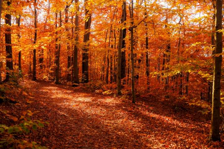 Where to see fall foliage in NY 2025: National Geographic reveals top spots