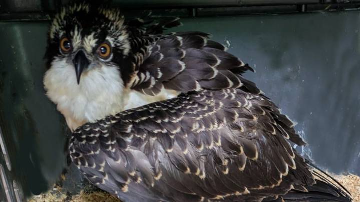 How osprey live cam viewers saved this baby after a fall