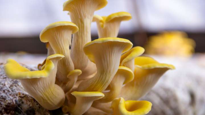 A Budget-Friendly DIY Will Kickstart Growing Mushrooms In No Time