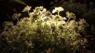 Pocos lo saben: por qué algunas plantas liberan fragancias solo de noche