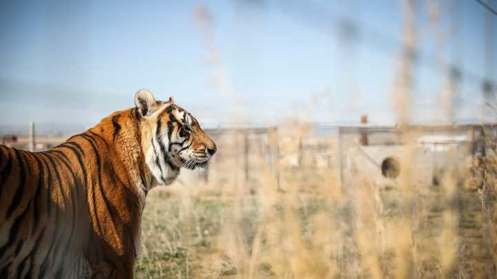 Operator affiliated with Joe Exotic died in 'accident' with tiger