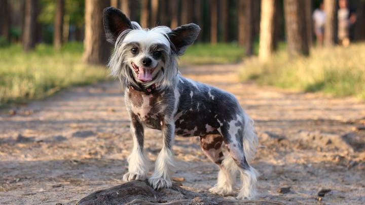 10 Weird Dogs That Are Lovable in All Shapes and Sizes