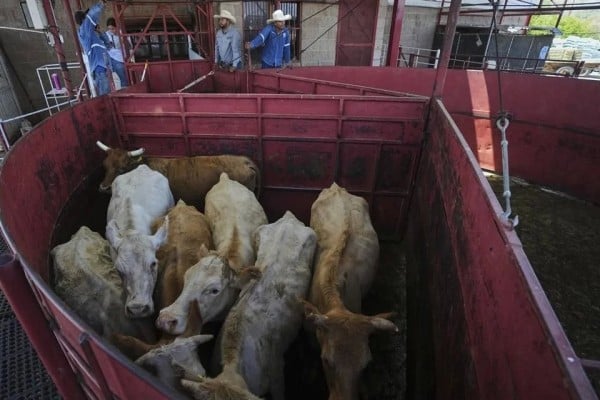 Arriesgan restricciones a ganado abasto nacional