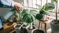 The most common houseplant pests and how to get rid of them