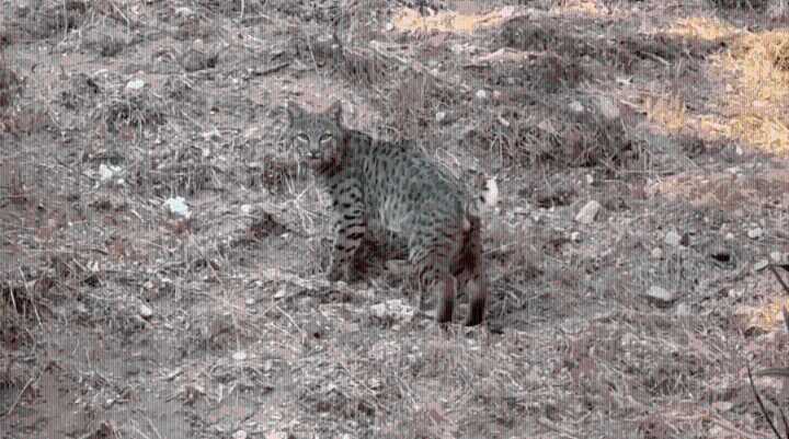 'What's up, bobcat?' L.A. County resident spots bobcat lurking in backyard